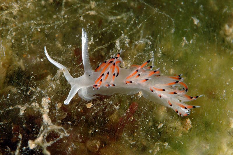 Facelina quatrefagesi